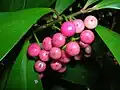 Plody Ardisia elliptica