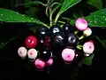 Dozrávající plody Ardisia elliptica