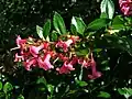 Zábluda Escallonia rubra var. macrantha