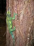 Samec Ch. jacksonii xantholophus na ostrově Maui
