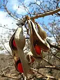 Plody zarděnice Erythrina sandwicensis
