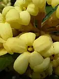 Slizoplod Pittosporum confertiflorum