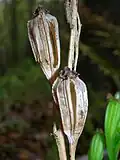 Suché tobolky Liparis hawaiensis