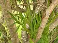 Korthalsella complanata