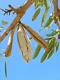 Puklá tobolka tabebuji Tabebuia aurea
