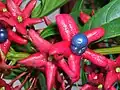 Dozrávající plody Clerodendrum indicum