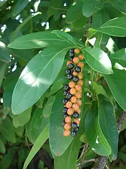 Plodenství houselníku Citharexylum caudatum