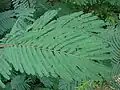 Dvojitě zpeřený list Calliandra houstoniana