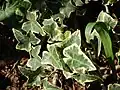 Panašovaný kultivar břečťanu popínavého (Hedera helix)
