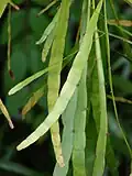 Muehlenbeckia platyclada
