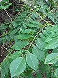 List Gliricidia sepium