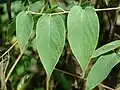 Trema Trema orientalis