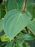 Detail listu Medinilla cumingii
