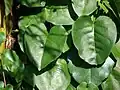 Listy Anredera cordifolia