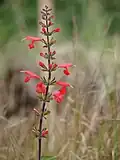 Vrchol lodyhy s jasně šarlatově červenými věty