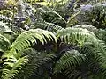 Porost Diplopterygium pinnatum