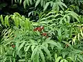 Leea philippinensis