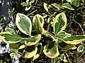 Variegátní forma M. kermadecensis