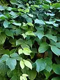 Mucuna novoguineensis