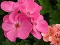 Okrasný hybrid pelargonie