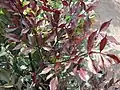 Listy Leea guineensis