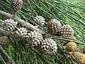 Plodenství přesličníku Casuarina glauca