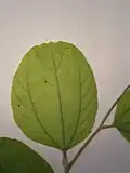 List cicimku mauricijského s triplinervní žilnatinou