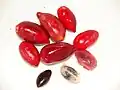 Plody Synsepalum dulcificum