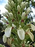 Květentví Lobelia boninensis