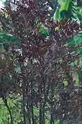 Lea Leea guineensis