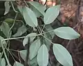 List Stauntonia hexaphylla