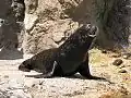 Lachtan kalifornský v Queens Zoo, New York