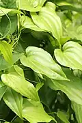 Listy Stemona japonica