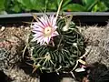 Stenocactus kellerianus