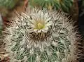 Stenocactus lloydii