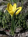 Lužanka; (Sternbergia lutea)[10]