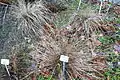 Stipa zalesskii