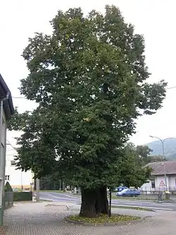 Lípa ve Stráži