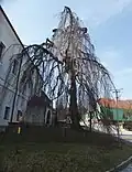 Buk u Zámečku