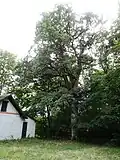 Dub u Kamenné búdy