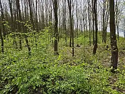 Stradonice u Nižboru - archeologická lokalita mohylník v Lísku (stav duben 2024) (5).jpg