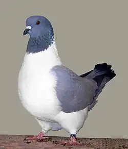 Štraser modrý bezpruhý