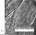 Ostrov mezi koryty formace Maja Valles