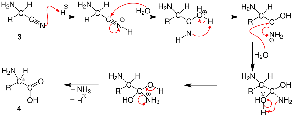 Mechanismus druhé části Streckerovy syntézy