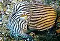 sépie proužkovaná (Sepioloidea lineolata)