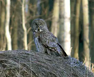 Puštík vousatý na pozorovatelně – balíku sena