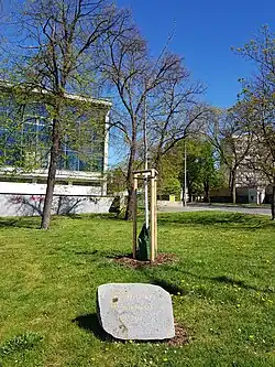 lípa republiky