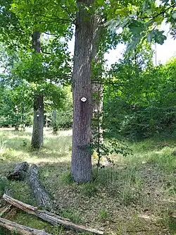 Strom Bedřich