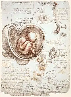 Leonardo da Vinci, Studie embrya (Studies of the Fetus in the Womb), 1511