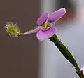 Detail květu Stylidium debile